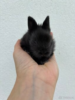 🐰 Nabízíme k rezervaci zakrslých zajíčků - 8