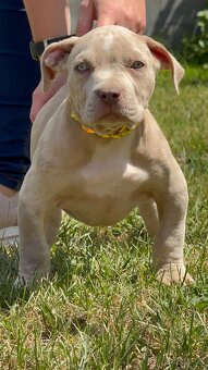 American Bully Xl - 8