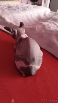 Sphynx - 8