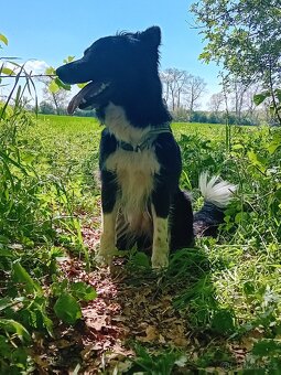 Border kolie bez PP - 8