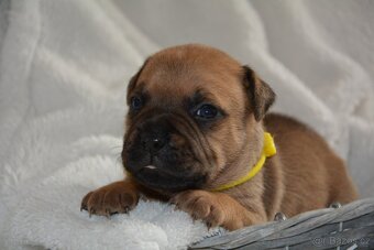 Stafordšírský bulterier - 8