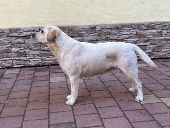 Labrador retriever - 8