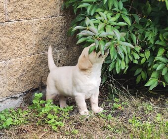 Nabídka štěňat labradorského retrievera - 8