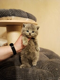 Britská krátkosrstá modrá s PP - 8