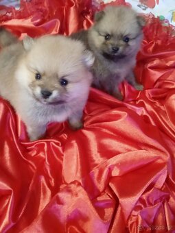 POMERANIAN - 8