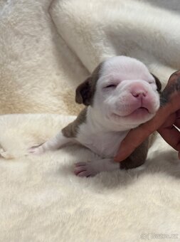 American Bully Classic/ Standard - 8