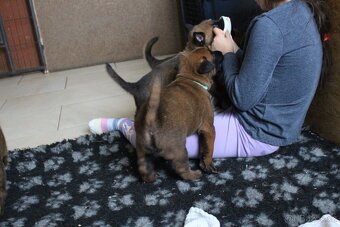 Belgický ovčák malinois s PP - 8