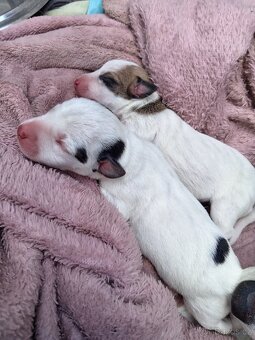 Jack russel teriér (pes) - 8