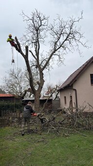 Rizikové kácení stromů & Arboristika - Kolín - 8
