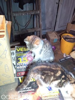 Darujeme koťátka - do dobrých rukou - 8