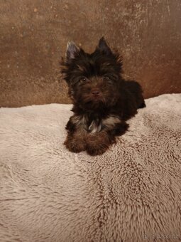 Jorkširský teriér štěňátka s pp - 8