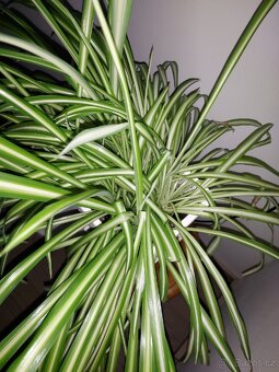 Mix pokojových rostlin 
Cena dohodou, vyzvednutí Praha 8 - 8