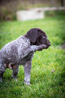 Štěňata - německý krátkosrstý ohař - 8