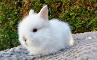 Zakrslý králík, králíček - (TEDDY) - HERBERT A HEIDY - 8