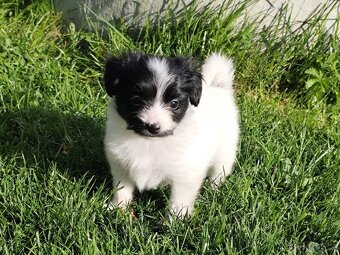 Malý kontinentální španěl / papillon - fenky phalene s PP - 8