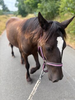 Welsh part bred klisna s PP - 8