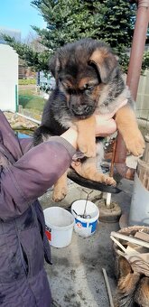 Štěňata německého ovčáka  bez PP - 8