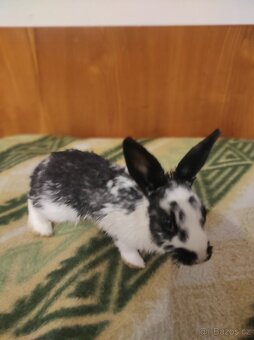 Králík zakrslý - 8