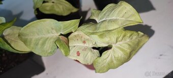 Syngonium různé druhy - 8