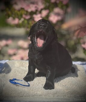 Flat Coated Retriever - štěňátka s PP - 8