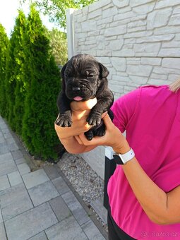 Cane Corso - 8