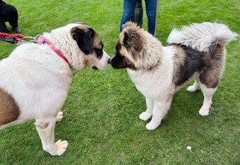 DAG - SAO 74 kg, kastrovaný psík 8 let - 8