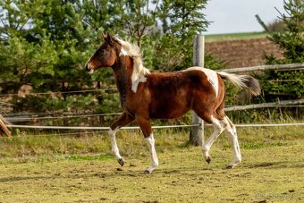 Letošní paint horse klisnička - 8