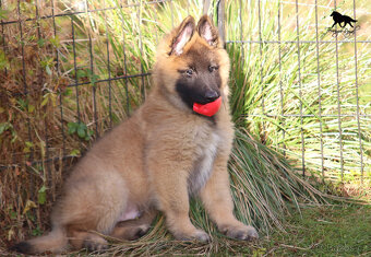 Belgický ovčák Tervueren - kluk s PP s odběrem ihned - 8