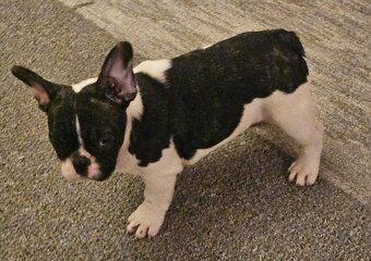 Francouzský buldoček - 8