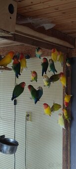 Agapornis růžohrdlý - 8