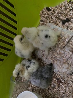 Hedvábnička kuřata kohout indický běžec - 8