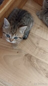 Britská koťátka whiskas s PP - 8