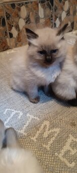 Ragdoll kotatka ,kotata - 8