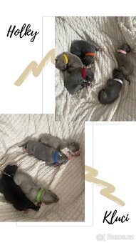 Štěně chrt/whippet/vipet s PP - 8