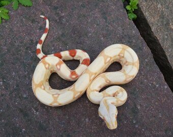 Boa imperator- Sharp Sunglow 66% het Sterling,Hypo Sterling - 8