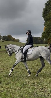 8 letá klisna do sportu - 8