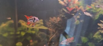 Akara cichlida papuščí endlerky krevetky - 8