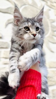 Koťátka s PP Maine Coon Mainská Mývalí - 8