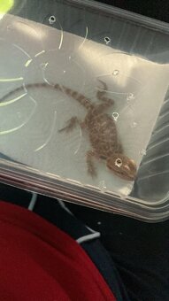 Prodám Agamu a chameleona - 8