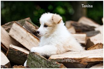 Border Collie, Border Kolia s PP FCI barva ee red - 8