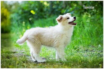 Border Collie, Border Kolia s PP FCI barva ee red - 8