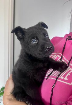 Nabízíme k rezervaci už jen 3 volná štěňátka Německého ovčák - 8