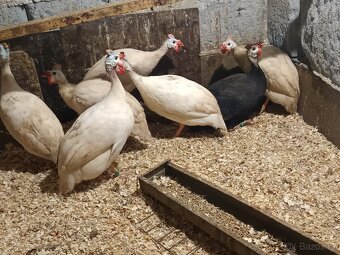 Perličky bílé a fialové - 8