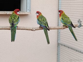 Prodám rosela pestrá nádherná - 8