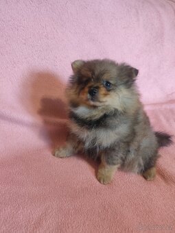 Štěňátka špic pomeranian - 8