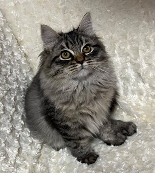 Sibiřská kočka s PP - 8