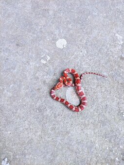 užovka červená, terárium - 8