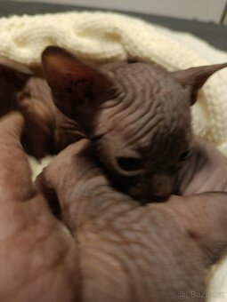 Kanadský sphynx - 8