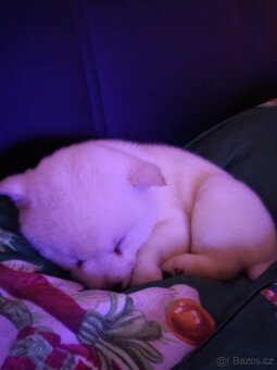 Shiba inu - 8