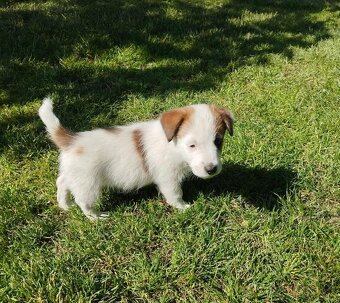 Jack Russell teriér - 8
